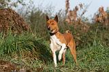 BASENJI 005